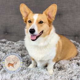 Bee - Pembroke Welsh Corgi