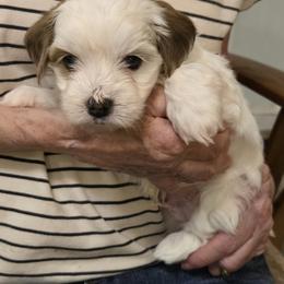 Dublin - Red male Havanese puppy in Silver Spring, Maryland from GoldDust Havanse