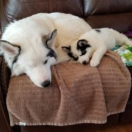 Siberian Husky Puppies from Royal Siberian AKC Huskies