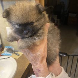JAX is AKC registered - Black and tan parti male Pomeranian puppy in Elizabethtown, Kentucky from Teeny Tiny Puppy Tails