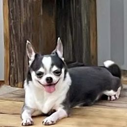 Belle - Chihuahua