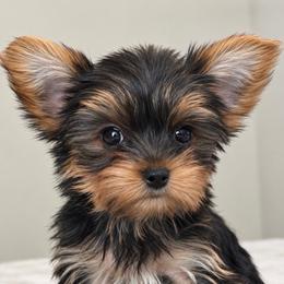 Cassidy - Black and tan female Yorkshire Terrier puppy in Jacksonville, Florida from The Yorkie Shack