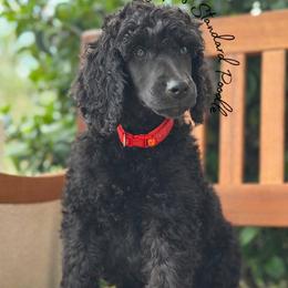 Cassian - Black male Poodle puppy in Spring Hills, Florida from The Olympus Standard Poodle