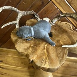 Ms.Silver - Blue female Weimaraner puppy in Appling, Georgia from Georgia Line Weimaraners