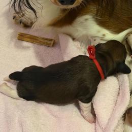 Red - Piebald female Dachshund puppy in Jacksonville, Florida from Little Lords & Ladies Dachshunds