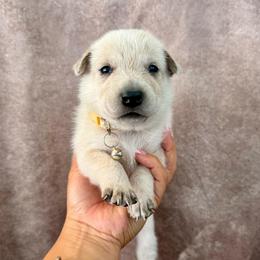 Timmy - Red speckled male Australian Cattle Dog puppy in Sahuarita, Arizona from A2 Australian Cattle Dogs