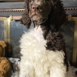 Poodle Puppies from Tails Up Standard Poodles