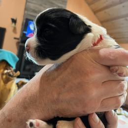 Red - Black and white male Cardigan Welsh Corgi puppy in Divide, Colorado from Aspen Peak Corgis