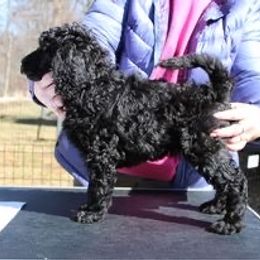 Girl 1 - Poodle puppy in Howard County, Maryland from Sarsel Poodles