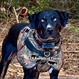 Rhys - Catahoula Leopard Dog