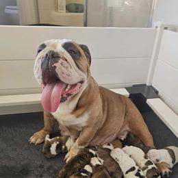Paris - Bulldog