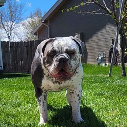 Helga - Olde English Bulldogge