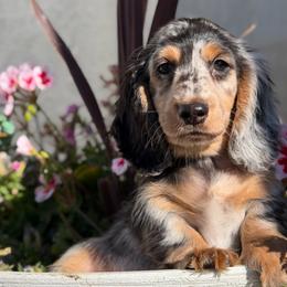 Gus - Dapple male Dachshund puppy in Moses Lake, Washington from Evergreendox Dachshunds