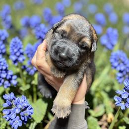 Salsa - Sable male German Shepherd puppy in Oakland, Oregon from VHM German Shepherds