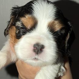 Tri boy - Tri-color male Cavalier King Charles Spaniel puppy in Queen Creek, Arizona from Andresen's Cavaliers