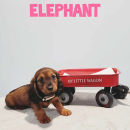 Dachshund Puppies from Dumbledore's AKC Mini Dachshunds