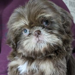 Shih Tzus from Topknot Shih Tzus