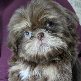 Shih Tzus from Topknot Shih Tzus