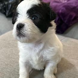 Oreo - Black & white male Maltipoo puppy in Richmond, Texas from Kirksey Texas Elite Maltidoodles