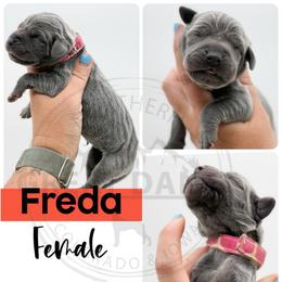 Freda - Blue female Great Dane puppy in Sac City, Iowa from Northern Great Danes of Colorado & Iowa