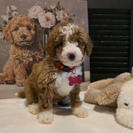 Romeo ( PENDING ) - Red  male Goldendoodle puppy in Bristol, Tennessee from 4goldendoodles