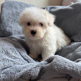 Buttercup - White female Maltese puppy in Dallas, Texas from Dallas Darling Maltese