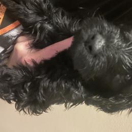 Goldendoodle and Golden Retriever Puppies from Golden-Doods and Company
