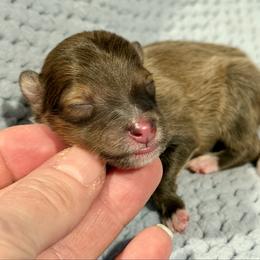 BATMAN - Sable & white male Toy Shetland Sheepdog puppy in Livonia, Michigan from M7’s Shelties, Toonies & AussieDoodles