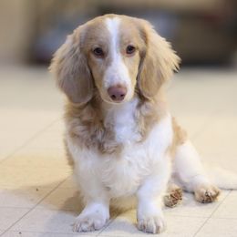 River - Dachshund