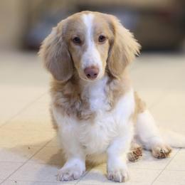 River - Dachshund