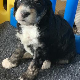 Bernedoodle and Goldendoodle Puppies from Shining Star Doodles