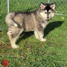 Peanut - Seal and white female Alaskan Malamute puppy in Sandy, Oregon from NORTH WINDS ALASKAN MALAMUTES