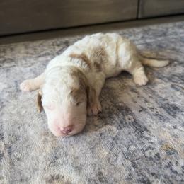 Girl 2 - Parti female Goldendoodle puppy in Spring Hill, Florida from Ohana Doodles x Frenchies