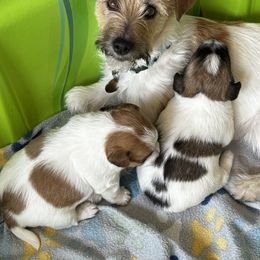 German Shorthaired Pointer and Russell Terrier Puppies from Charnobragan Acres