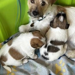 German Shorthaired Pointer and Russell Terrier Puppies from Charnobragan Acres