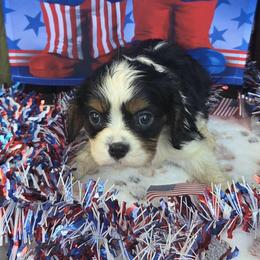 Sleepy - Tri-color male Cavalier King Charles Spaniel puppy in Neosho, Missouri from County-Line Critters