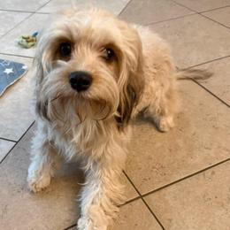 Zoey - Apricot female Cavapoo puppy in Ocala, Florida from Ray of Sunshine Spaniels LLC