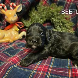 Beetle - Black male Cavapoo puppy in Lewisburg, Pennsylvania from Jessie's Puppies