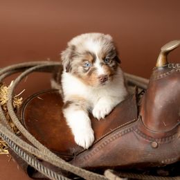 Australian Shepherd Puppies from Morton’s Farm