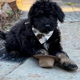 Tide - Phantom male Bernedoodle puppy in Monument, Colorado from Colorado Dreamin Doodles