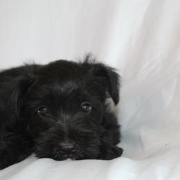 Black Boy 2 - Black male Miniature Schnauzer puppy in Spring Hill, Florida from Suncoast Miniature Schnauzers