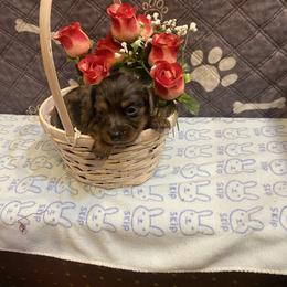 Maya - Dapple female Dachshund puppy in Elizabethtown, Kentucky from Teeny Tiny Puppy Tails