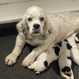 Ella  - Cocker Spaniel