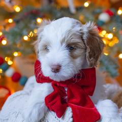 Aussiedoodle and Australian Mountain Doodle Puppies from Farmstead Doodles
