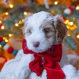Aussiedoodle and Australian Mountain Doodle Puppies from Farmstead Doodles