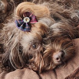 Millie - Russian Tsvetnaya Bolonka