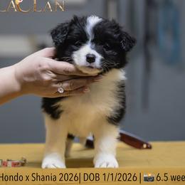 Girl 6 - Black and white female Border Collie puppy in Bryantown, Maryland from Bellaclan Border Collies