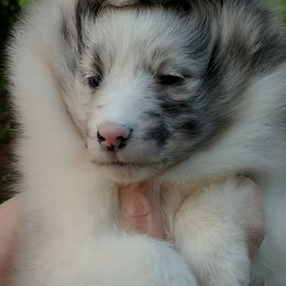 Bulldog and Shetland Sheepdog Puppies from Smooch-A-Bulls English Bulldogs & M&M Shelties