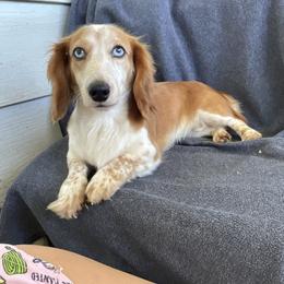 Too - Dachshund