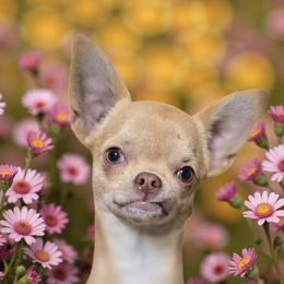 Cinnabon - Chihuahua